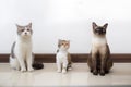 White Tabby cat with siamese cat licking lips waiting for food. Scottish fold kitten looking something on white background.Three Royalty Free Stock Photo