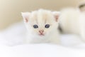 White Tabby cat sitting on fablic in house. Scottish fold kitten looking something in studio.White cat with copy space Royalty Free Stock Photo