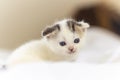 White Tabby cat sitting on fablic in house. Scottish fold kitten looking something in studio.White cat with copy space Royalty Free Stock Photo