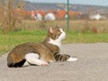 White and tabby cat