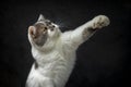 White Tabby cat is using his hands to grab food. Scottish fold kitten looking something on black background.Hungry white cat with Royalty Free Stock Photo