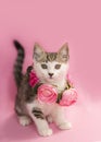 White tabby Kitten wearing rose necklace, pink background.