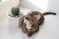 White tabby kitten with yellow eyes in sunlight is sitting on a windowsill near to cactus in ceramic pot and looking to the window