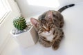 White tabby kitten with yellow eyes in sunlight is sitting on a windowsill near to cactus in ceramic pot