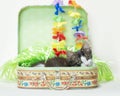 White tabby vacation kitten inside suitcase with flower lei necklace and grass skirt