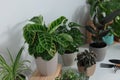 White table with different beautiful houseplants indoors Royalty Free Stock Photo