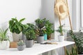 White table with different beautiful houseplants indoors Royalty Free Stock Photo