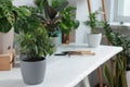 White table with different beautiful houseplants indoors, space for text Royalty Free Stock Photo
