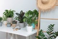 White table with different beautiful houseplants indoors Royalty Free Stock Photo