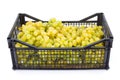 White table grapes (Vitis) in plastic crate