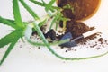 On a white table are items for gardening, a small shovel, a pot of green aloe and scattered ground