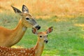 White Taie Deer, Doe & Fawn, Montana. Royalty Free Stock Photo