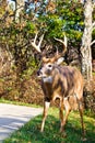 White Tail Buck Royalty Free Stock Photo