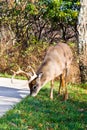 White Tail Buck Royalty Free Stock Photo