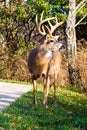 White Tail Buck Royalty Free Stock Photo