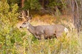 White Tail Buck Royalty Free Stock Photo