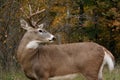 White tail buck deer