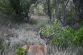 White tail buck deer laying down Royalty Free Stock Photo