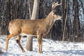 White Tail Buck in winter Royalty Free Stock Photo