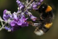 White tail bumble bee on purple flowers