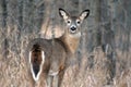 White Tail Deer Royalty Free Stock Photo
