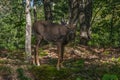 White-tail deer along Park Loop Road Royalty Free Stock Photo