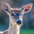 White tail deer bambi Royalty Free Stock Photo