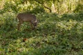 White Tail Deer Bows Head in Curiosity Royalty Free Stock Photo