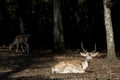White Tail Deer Buck Royalty Free Stock Photo