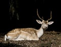 White Tail Deer Buck Royalty Free Stock Photo