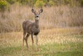 White Tail deer buck male being watchful on Colorado plains