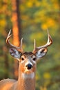 White Tail Deer-Buck, Montana. Royalty Free Stock Photo