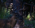 White Tail Deer Buck at the Riverbend Park Royalty Free Stock Photo