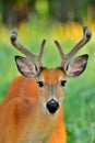 White Tail Deer-Buck.