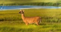 White Tail Deer caught on the Marsh