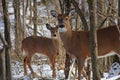 White-tail Deer Doe Royalty Free Stock Photo