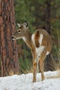 White Tail Deer-Doe, Montana. Royalty Free Stock Photo