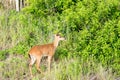 White Tail deer on the dunes in Outer Banks North Carolina Royalty Free Stock Photo