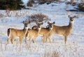 White Tail Deer Family Royalty Free Stock Photo