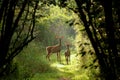 White tail deer ,fawn with hind Royalty Free Stock Photo