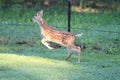 White tail deer Fawn jumping or running Royalty Free Stock Photo