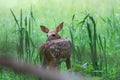 White-tail Deer fawn Royalty Free Stock Photo