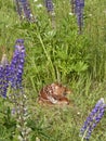 White-tail deer fawn sleeping in lupine meadow Royalty Free Stock Photo