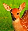 White Tail Deer, Fawn.