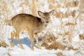 White-tail deer fawn in winter Royalty Free Stock Photo