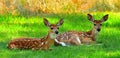 White Tail Deer, Fawns, Bitterroot Mountains, Montana. Royalty Free Stock Photo