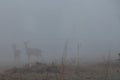 White-tail Deer in the fog Royalty Free Stock Photo