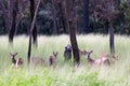 White Tail Deer Grazing in a meadow Royalty Free Stock Photo