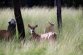 White Tail Deer Grazing in a meadow Royalty Free Stock Photo