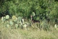 White Tail Deer Royalty Free Stock Photo